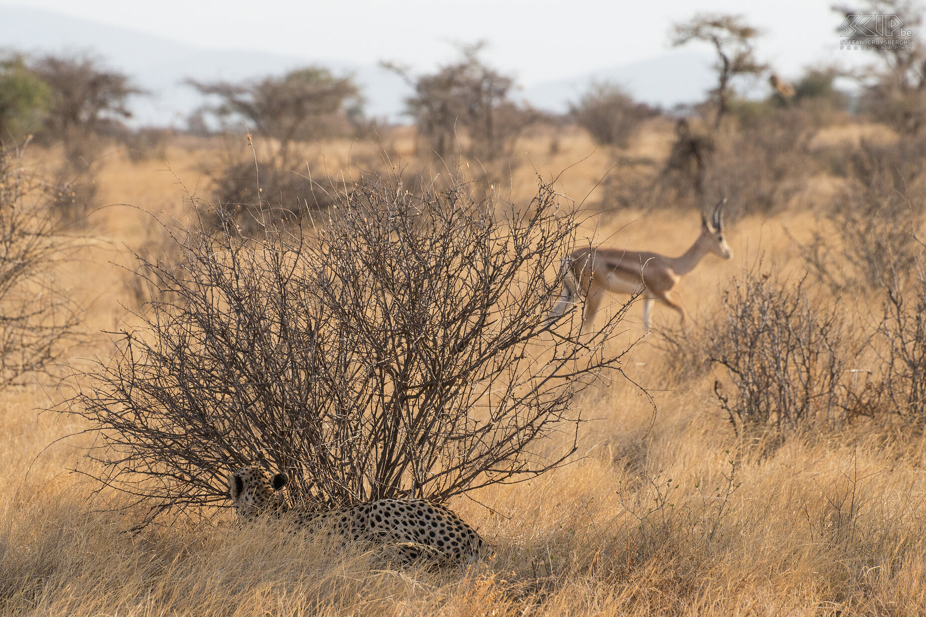 Samburu - Cheeta klaar voor aanval Plotseling zag de cheeta 3 grant gazellen die in zijn richting kwamen. Hij kroop naar een ander nabijgelegen struikje en ging er liggen wachtend om een aanval te starten. Ongeveer 40 tot 50 procent van de aanvallen van een cheeta eindigen succesvol, dat zijn zowat de laagste succeskansen van de Afrikaanse grote katten. We waren opgewonden en aan het wachten op een aanval, maar uiteindelijk besloot de cheeta dat zijn kansen niet groot genoeg waren. Stefan Cruysberghs